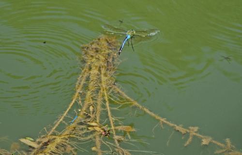 Anax imperator